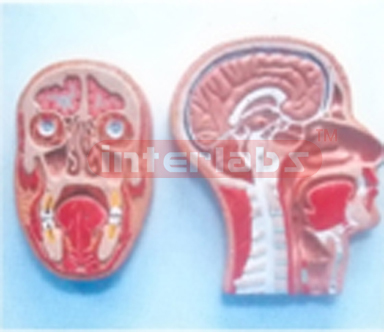 HUMAN MEDIAN & FRONTAL SECTION OF HEAD ON BASE. BOND MODE (RIGHT SECTION)